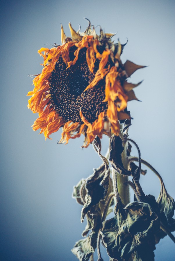 Fotografia a cores de um girassol seco
